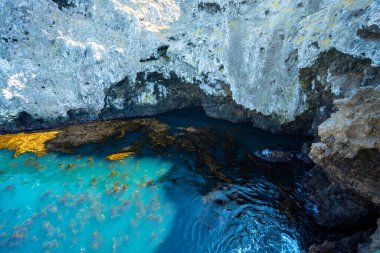 Seaweed and Blue Water Along Anacapa Island Coast in Channel Islands