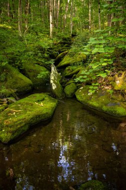Small Pool Of Water Along Lynn Camp Prong Trail in Great Smoky Mountains National Park