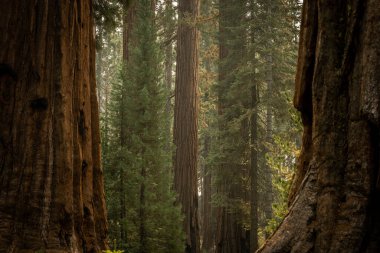Smoke Hangs In The Air In Giant Sequoia Grove in Yosemite National Park