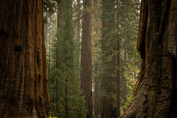 Smoke Hangs Air Giant Sequoia Grove Yosemite National Park — Stock fotografie