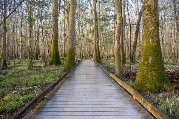 Straight Section Board Walk Marsh Congaree National Park South Carolina — Stok Foto