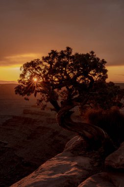 Sunburst Through A Juniper Tree At Sunset On The Canyon Edge of Dead Horse Point near Canyonlands