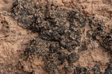 Thick Desert Crust On The Desert Floor in Canyonlands National Park