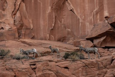 Three Big Horn Sheep March Across Sand Stone in Valley of Fire State Park