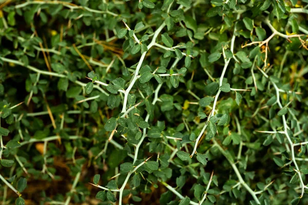 Thick Green Thorns Growing Trail — 스톡 사진