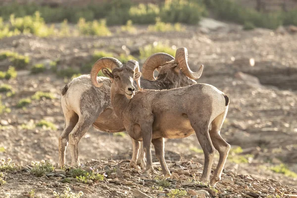 Two Big Horn Sheep Pose Rocky Outcropping Glacier National Park — Fotografia de Stock
