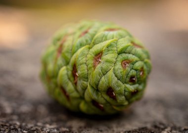 Bright Green Sequoia Pine Cone on wooden surface