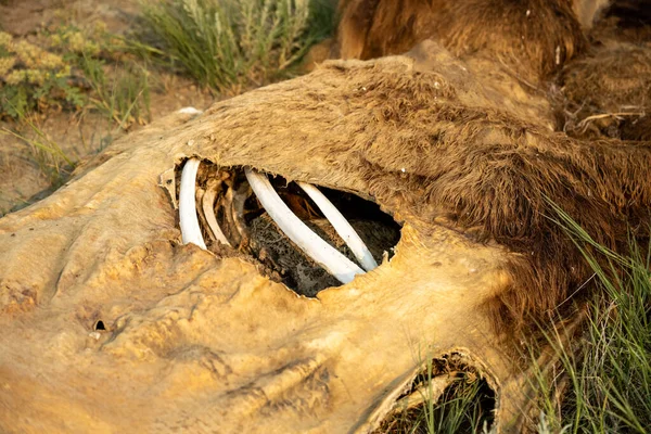 Bison Rib Bones Dry Sun Though Ripped Hide Alongside Trail — Photo
