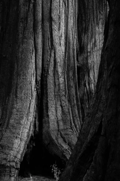 Black White Texture Sequoia Tree Bark Yosemite National Park — Zdjęcie stockowe