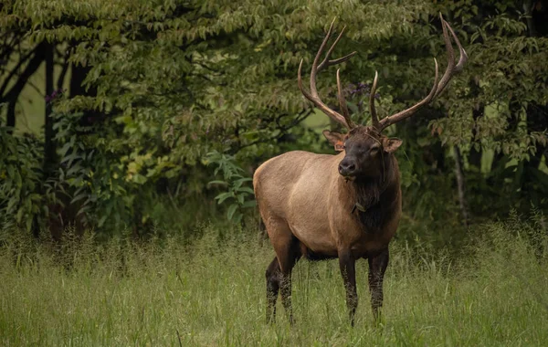 Bull Elk Stares Blades Grass Tangled His Ears Great Smoky — Stockfoto