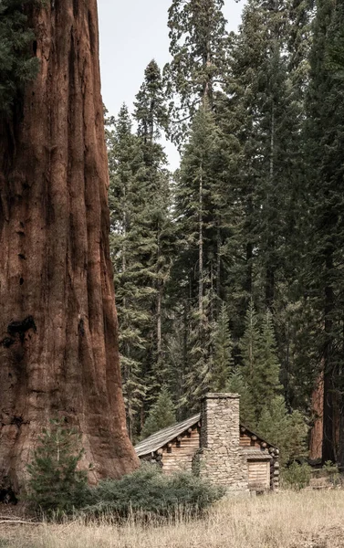 Cabine Basis Van Sequoia Tree Yosemite National Park — Stockfoto