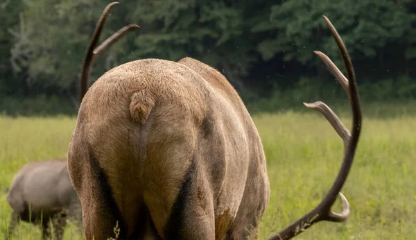 Countless Insectes Swarm Grazing Bull Elk Rear Side — Stock Photo, Image