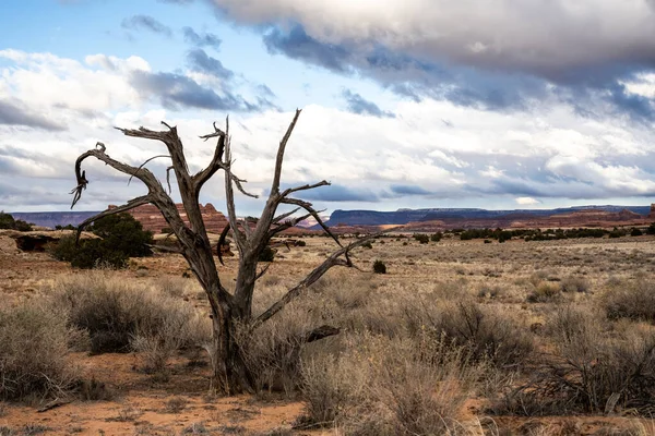 Árvore Morta Fica Deserto Canyonlands Uma Tarde Inverno — Fotografia de Stock