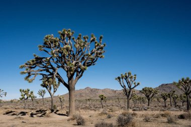 Joshua Tree Ulusal Parkı 'nda Mavi Gökyüzünün Altındaki Dev Joshua Ağacı
