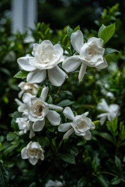 Güney Mahallesi 'nde Gardenya Çalı Çiçeği Grubu Yazın başlarında