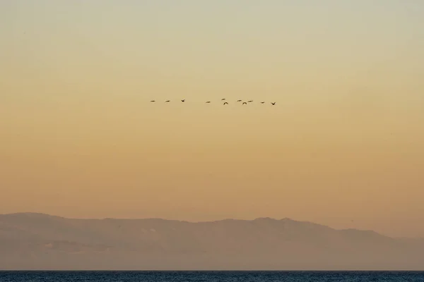 Rebanho Pelicanos Voa Sobre Canal Santa Barbara Longo Costa Califórnia — Fotografia de Stock