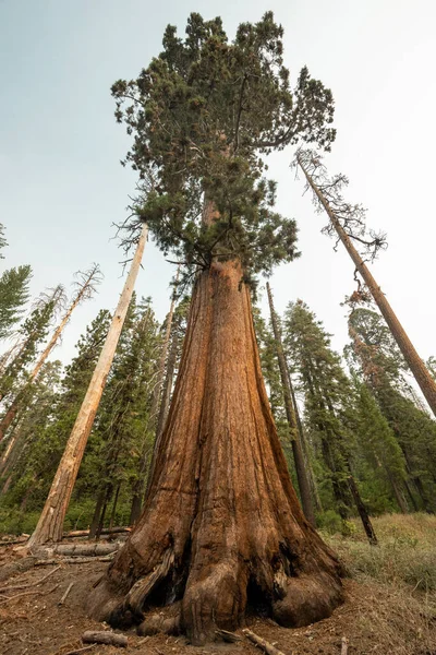 Looking Tall Sequoia Tree Yosemite National Park — Stock Photo, Image