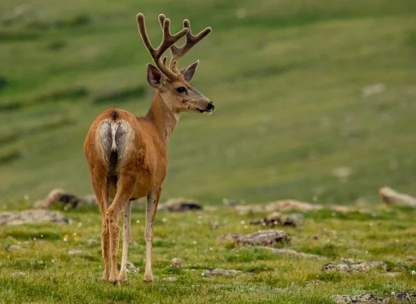 Mule Deer Ser Över Tundran Rocky Mountain National Park — Stockfoto