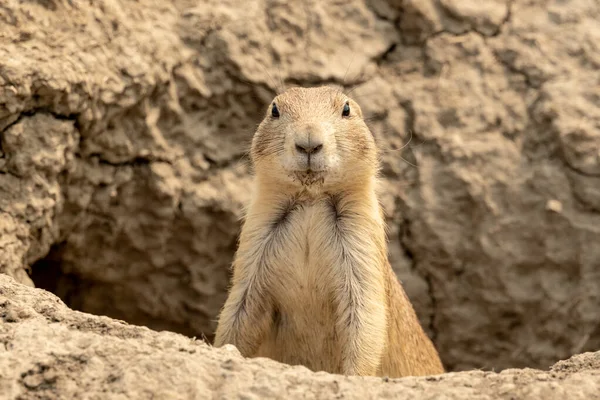 Prairie Dog Mira Desde Borde Profundo Del Agujero Parque Nacional — Foto de Stock