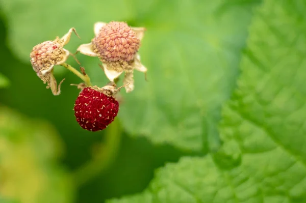 Dojrzałe Thimbleberry Zamknij Się Innymi Jagodami — Zdjęcie stockowe