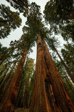 Yosemite Ulusal Parkı 'ndaki Mariposa Korusu' nda Gökyüzüne Uzanıyor