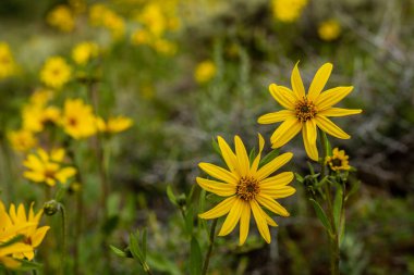 Ayçiçekleri açıyor HIllside 'da Rocky Dağı Ulusal Parkı' nda