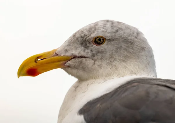 Sea Gull Head Крупним Планом — стокове фото