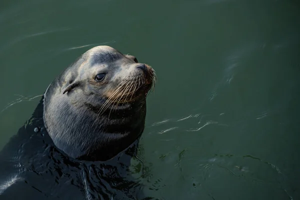 Iets Grijpt Aandacht Van Zeeleeuw Een Aanlegsteiger Stille Oceaan — Stockfoto