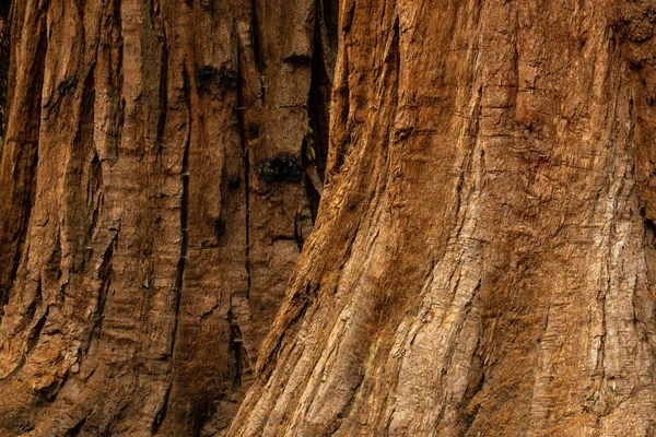 Manchas Marcas Queimadura Textura Bases Árvores Sequoia Parque Nacional Yosemite — Fotografia de Stock