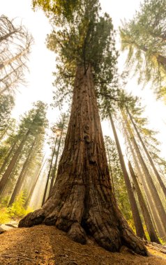 Yosemite Ulusal Parkı 'ndaki Büyük Sekoya Gök Gürültüsü Altında Kayboldu