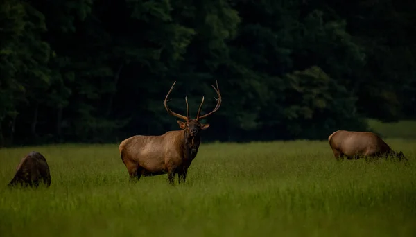 Etiquetado Elk Toro Mira Hacia Arriba Mientras Que Pastoreo Con —  Fotos de Stock