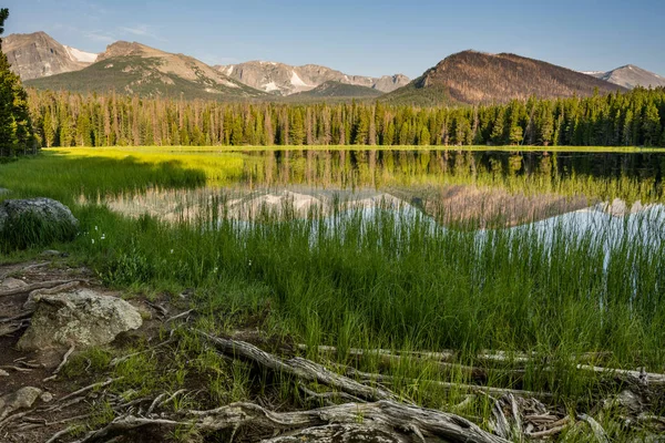 Hierbas Altas Crecen Borde Del Lago Bierstadt Parque Nacional Las —  Fotos de Stock