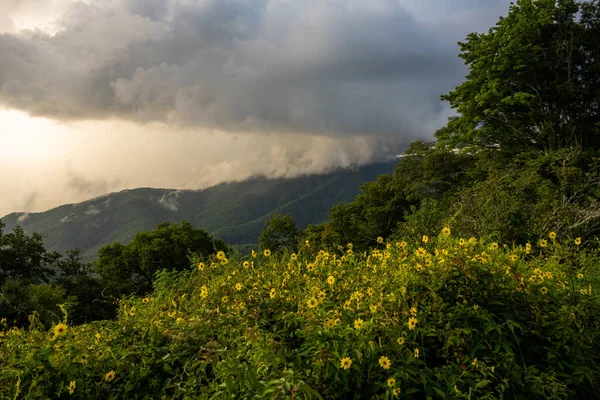 Cespuglio Spesso Girasoli Sedersi Sotto Cresta Nuvolosa Great Smoky Mountains — Foto Stock