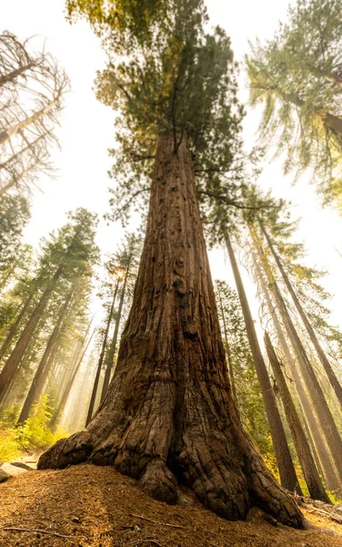 Tronco Sequoia Gigante Desaparece Céu Esfumaçado Parque Nacional Yosemite — Fotografia de Stock