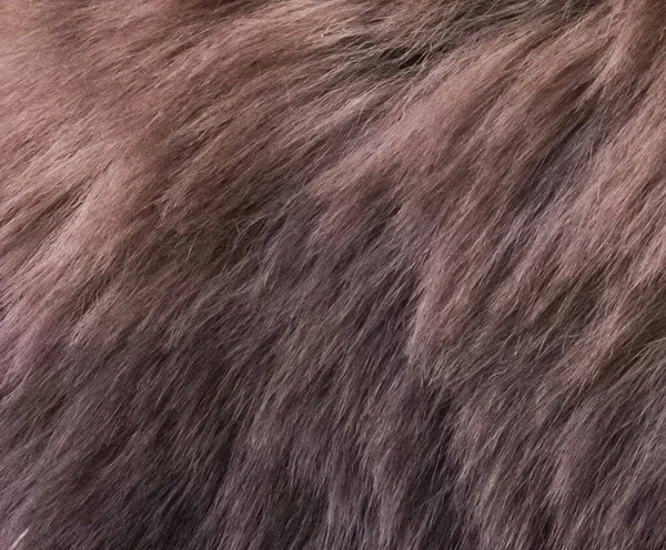 クマの毛皮のクローズアップ背景画像 — ストック写真