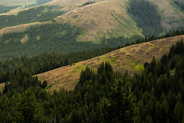 Bison Climbing One Many Hills Eximen Ridge Trail Yellowstone National — стоковое фото