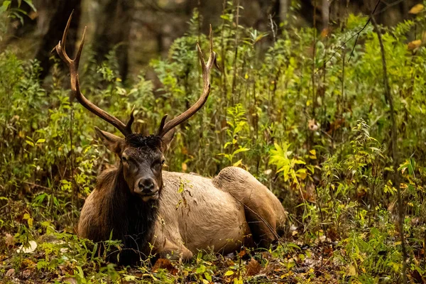 Bull Elk Sits Weeds Eats Hösten Great Smoky Mountains Nationalpark — Stockfoto