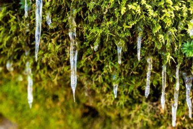 Büyük Dumanlı Dağlar Ulusal Parkı 'nda Kalın yosunların arasından sarkan Buz Sarkıtları