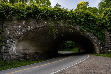 Ivy, yaz başında Great Smoky Dağları Ulusal Parkı 'ndaki Tüneli kapladı.