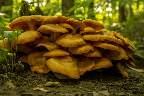 Group Mushrooms Grows Compact Pile Alongside Trail Great Smoky Mountains — Stock Photo, Image