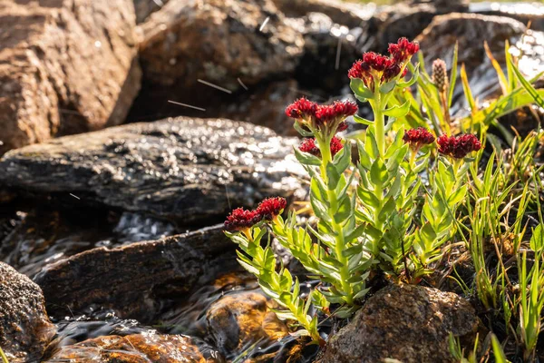 King Crown Blooms Small Island Flowing Creek Rocky Mountain National — Stock fotografie