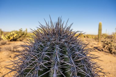Saguaro Ulusal Parkı 'ndaki Kaktüs Tepesinde Uzun İğneler