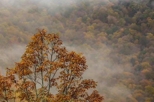 Foglie Cambiare Colore Albero Singolo Con Nebbia Foresta Lontananza Nelle — Foto Stock