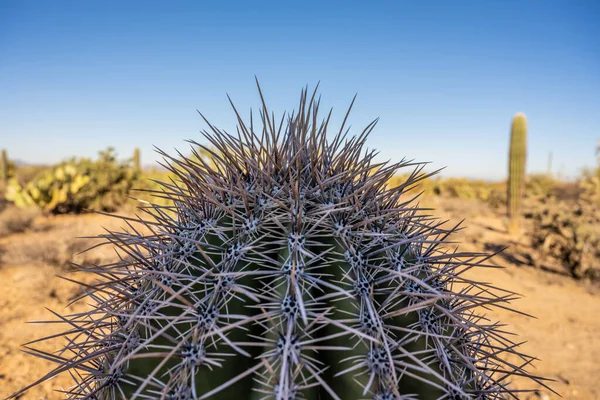 Long Needles Top Cactus Saguaro National Park — Stock Photo, Image