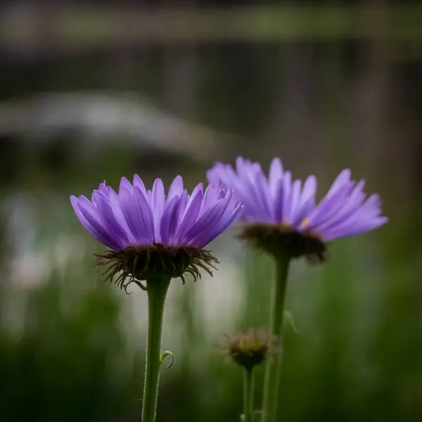 Purpuraster Blüht Frühling Mit Selektivem Fokus — Stockfoto