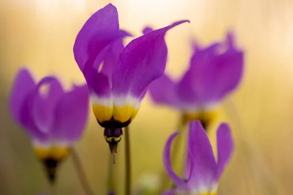 ピナクルズ国立公園での流れ星の紫色の花びら — ストック写真