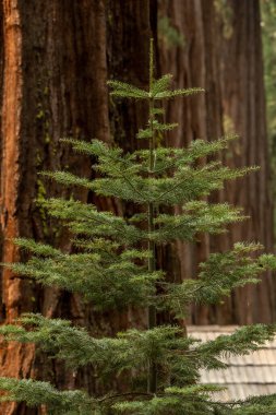 Yosemite 'nin Mariposa Korusu' nda Sıralı Küçük Çam