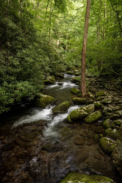 Sams Creek Rushes Thick Forest Summer Great Smoky Mountains National — Stock Photo, Image