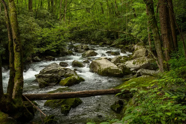 Grünschattierungen Big Creek Great Smoky Mountains Nationalpark — Stockfoto