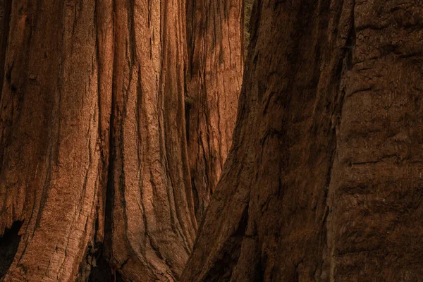 Sun Warms Back Sequoia Tree Enquanto Primeiro Plano Fica Sombra — Fotografia de Stock